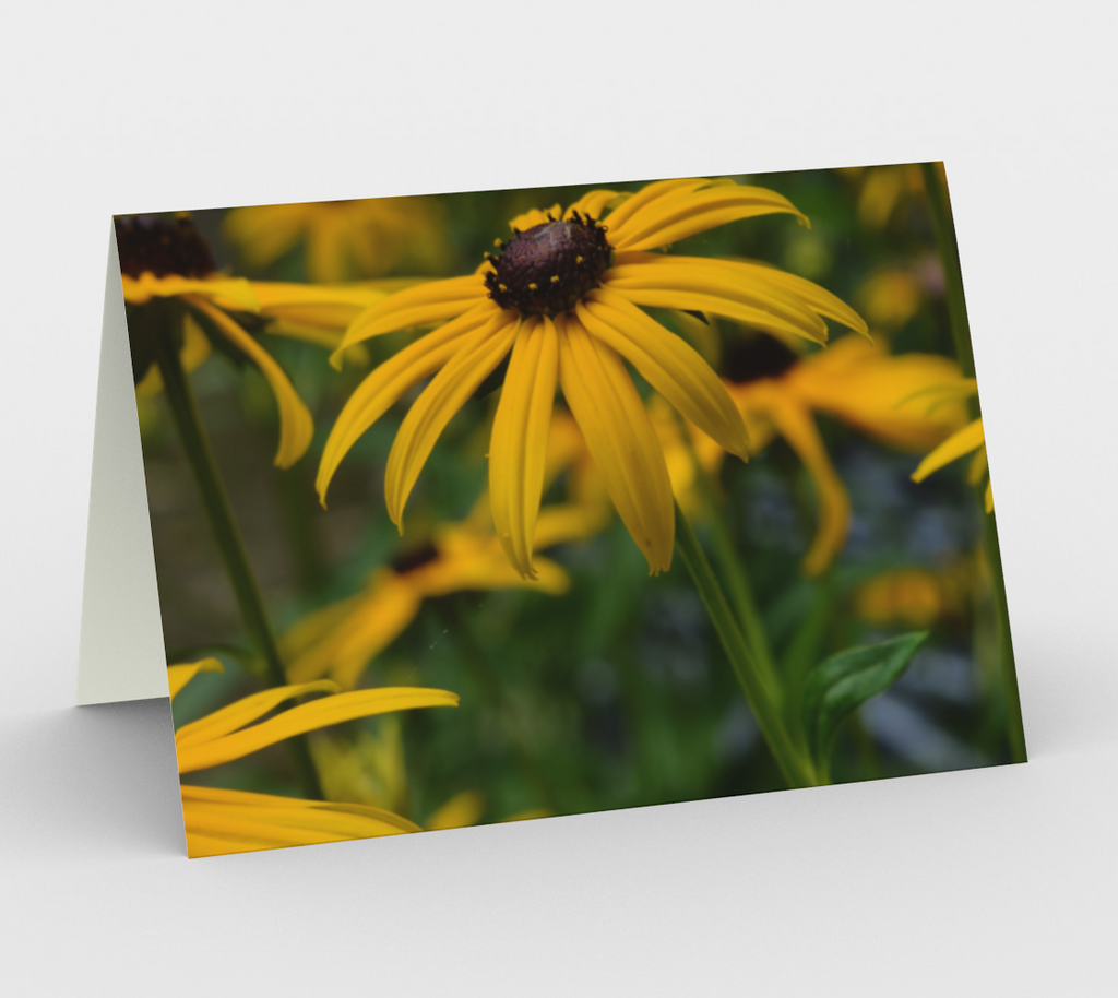 Black-eyed Susan Card - Set of 3