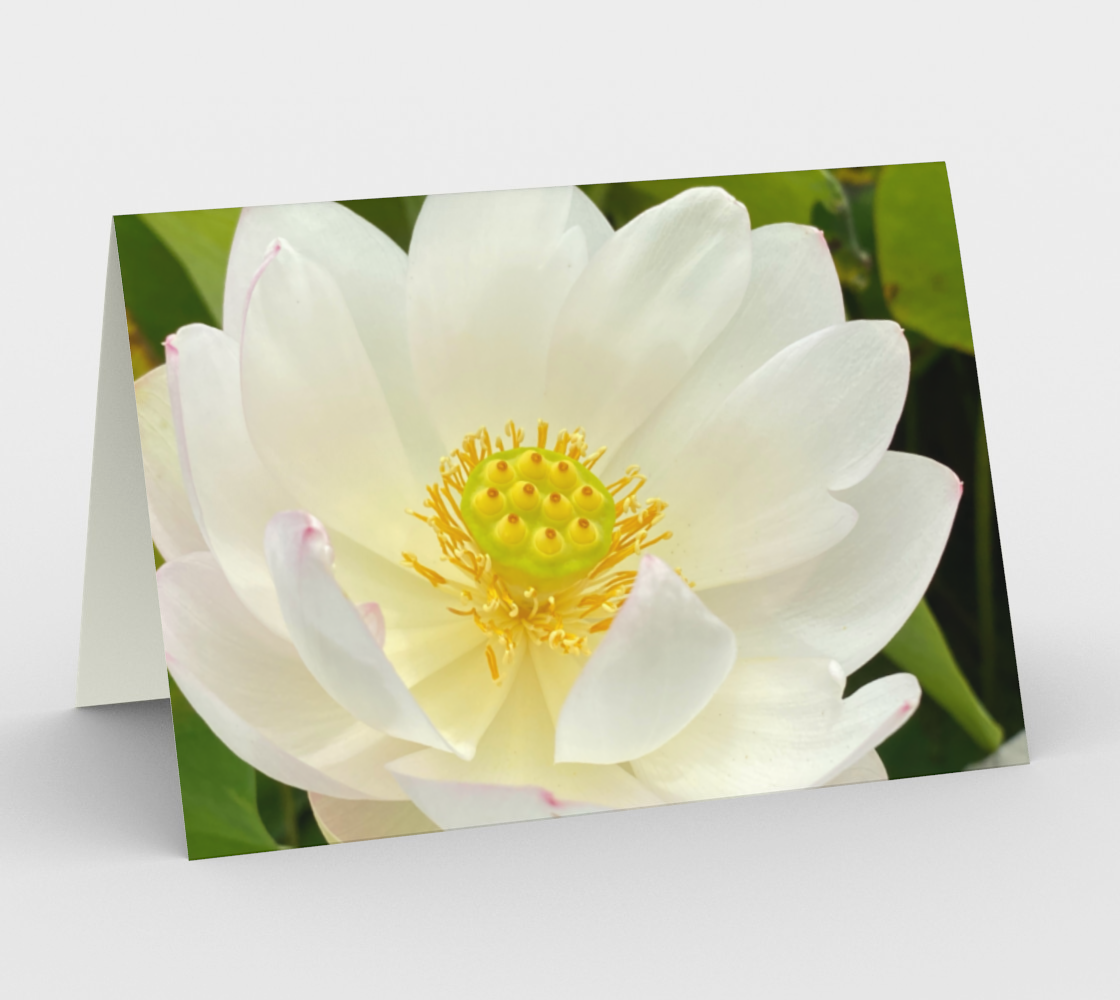 Water Lilly Card - Set of 3