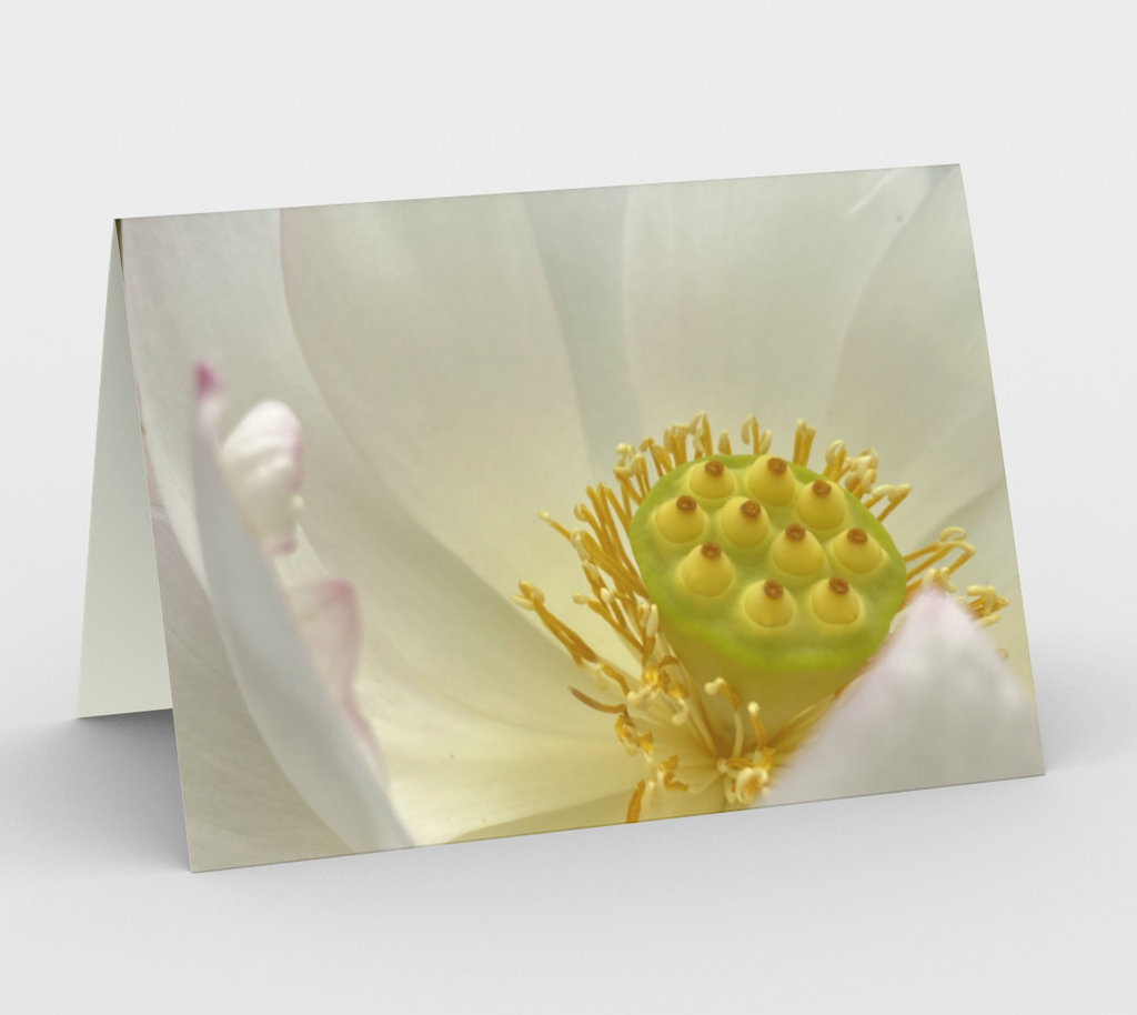 Quiet Bloom Note Cards — Water Lily Photography Cards (Set of 3)